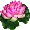 گل نیلوفر آبی