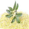عثمانتوس چینی