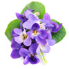 برگ گل بنفشه