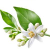 برگ درخت نارنج