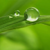 رایحه سبز