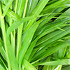وتیور